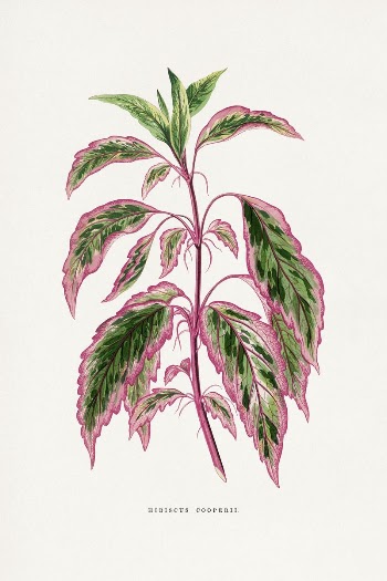 Hibicus Cooperii leaf illustration from Les | Free Photo Illustration - rawpixel
