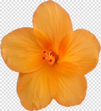 Hibiscus, autumn-flowers transparent background PNG clipart