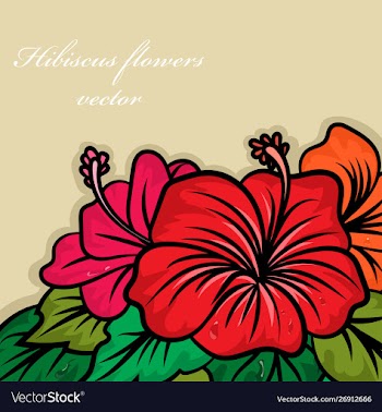Hibiscus colors flowers vector image