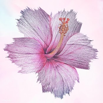 Hibiscus flower watercolor style illustration | Free  illustration - 2341548