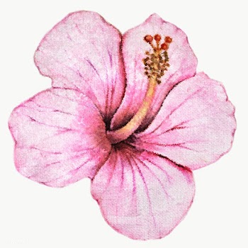 Hibiscus flower watercolor style overlay | Free  transparent png - 2341446