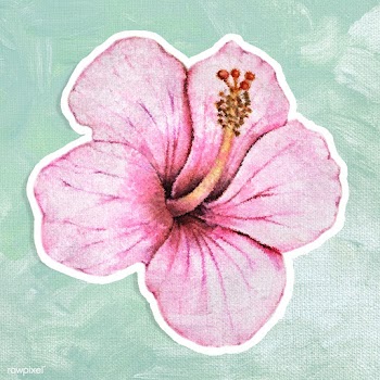 Hibiscus flower watercolor style sticker illustration with white borde.. | Free  illustration - 2341456