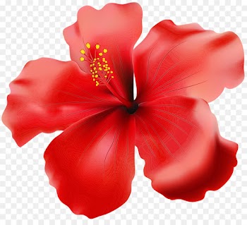 hibiscus flowering plant petal red flower