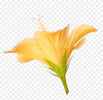 Hibiscus Leaf Clipart Download - Clip Art