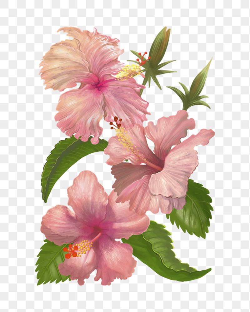 Hibiscus png flower sticker illustration, | Free PNG - rawpixel