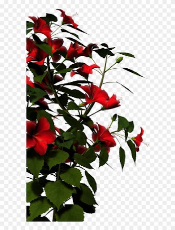 Hibiscus-red By Brokenwing3dstock On Clipart Library - Nature Png Images Hd