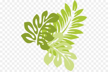 Hibiscus schizopetalus Hawaiian hibiscus Drawing Clip art - Jungle Leaves Cliparts 