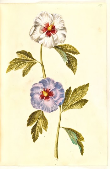 Hibiscus syriacus (Syrian rose) by Maria | Free Photo - rawpixel