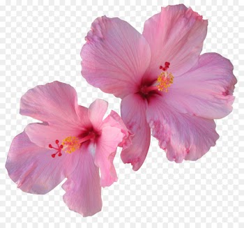 Hibiscus tea Hair Flower - tropical flower 