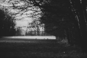 🦌 Hiding in the fog calmly waiting for their friends to arrive. It's not easy to capture a nice shot of some deers while also trying to respect their nature. Yet if you are patient enough, you will receive their trust.