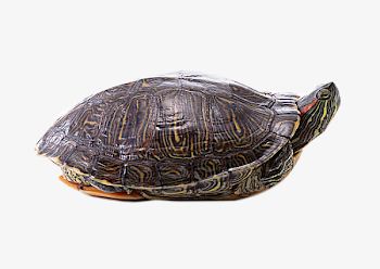 Hiding In The Shell Of The Turtle, Shell Clipart, Turtle Clipart ...