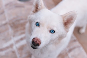 High-Angle Photo of a Dog