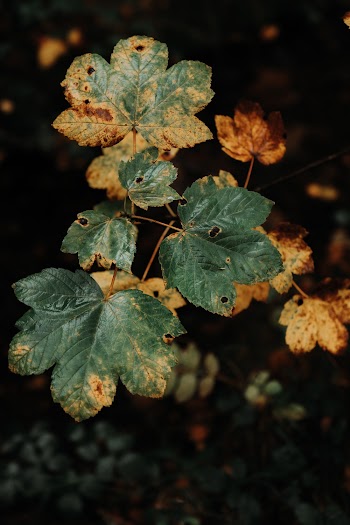High Angle Photo of Green Leafed Plant