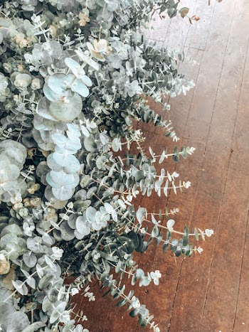 High Angle Photo of Leaves
