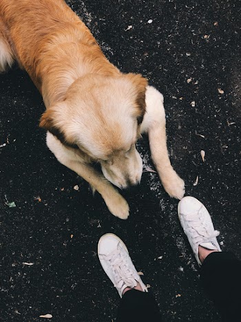 High-Angle Photo of Person's Sneakers Near Dog