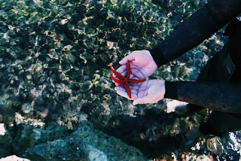 High Angle Photo of Starfish on Person's Hands