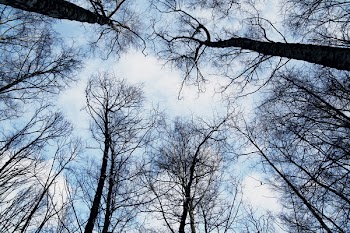 High-angle Photography of Bare Trees Under Blue Skies