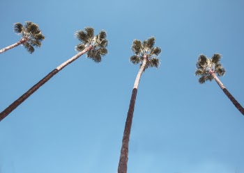 High-angle Photography of Green Trees