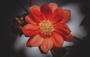 High Angle Photography of Red Daisy Flower
