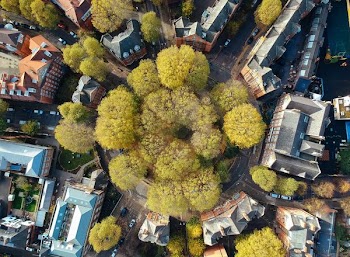 high-angle photography of trees
