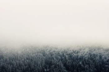 high-angle photography of trees