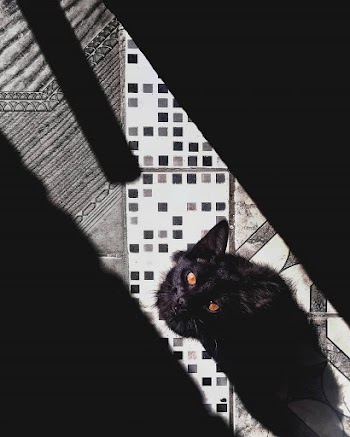 High Angle Shot Of Black Cat