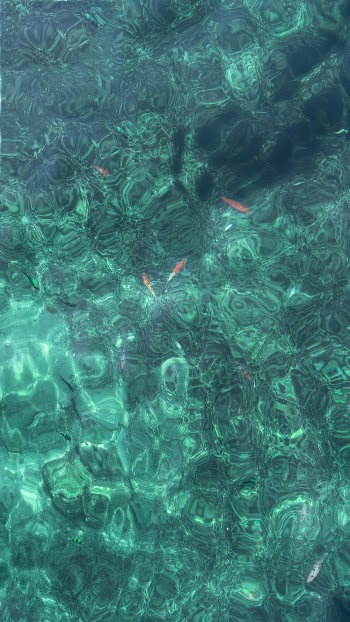 High Angle Shot of Fishes in Water