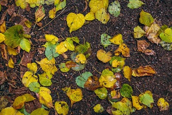 High Angle Shot Of Green Leaf Lot On Wet Grounds