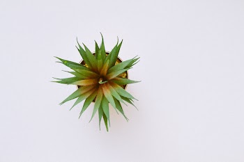High Angle Shot of Green Plant