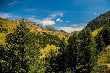 High Angle Shot Of Tall Green Trees On Mountain Slopes  Under Blue Sky