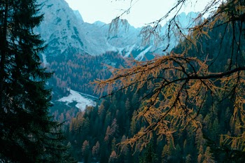 High Angle View of Pine Tree Covered Terrain