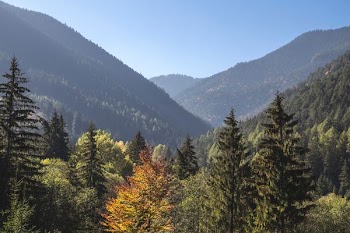 high angle view of pine trees