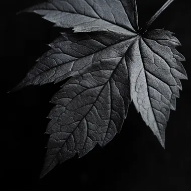 High Contrast Black and White Leaf Photography in Nature Setting High Contrast Black and White Leaf Photography in Nature Setting
