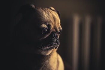 High Contrast Dog Photo