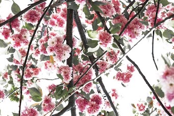 High Contrast Upward Glance At Pink Flowers In Bloom