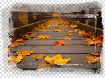 High-definition television Autumn leaf color 1080p, autumn transparent background PNG clipart