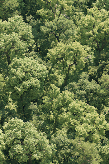 High-Resolution Seamless Texture of Maple Mesic Woodland from Above