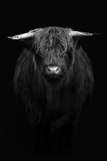 Highland calf in black and | Free Photo - rawpixel