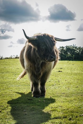 Highland Cow on Green Pasture