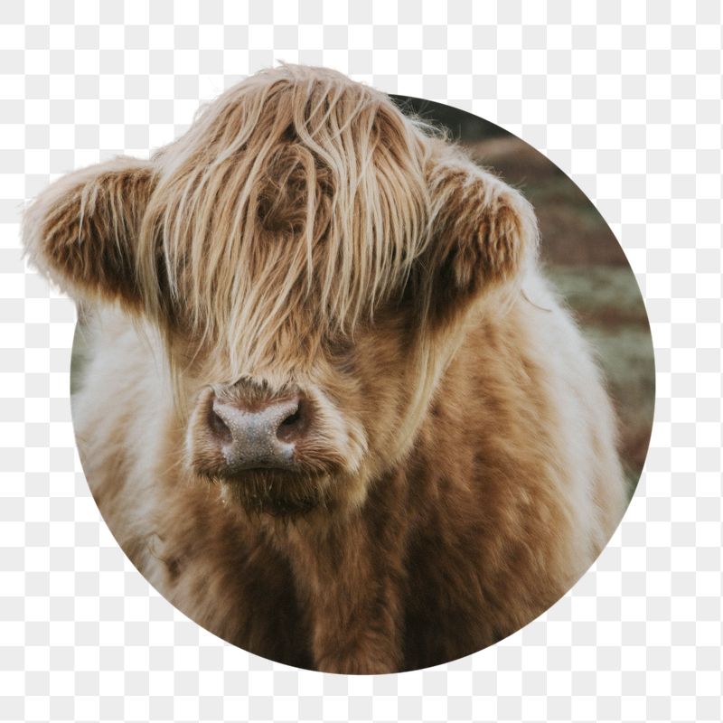 Highland cow png sticker, photo | Free PNG - rawpixel