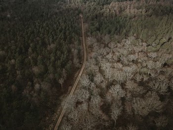 highway in the middle of the forest