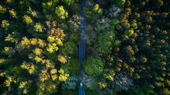 Highway In The Middle Of the Forrest