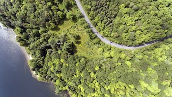 Highway Through A Forest