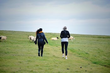 Hikers In Filed With Sheep