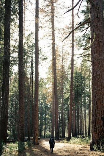 Hiking Though Giants