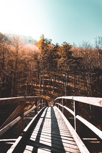 Hiking through the woods. Found this cute bridge.
