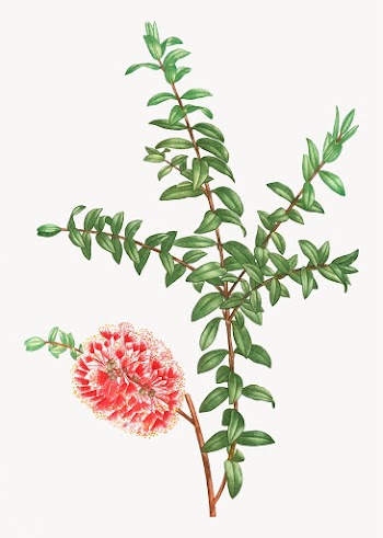 Hillock bush plant | Free stock vector - 568558