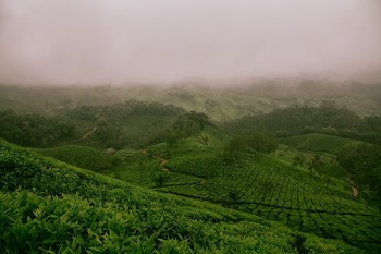 hills covered with green plants ]