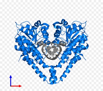 HindIII Protein Data Bank Enzyme European Bioinformatics Institute -  