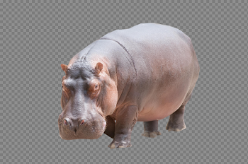 Hippo Download Transparent PNG Image